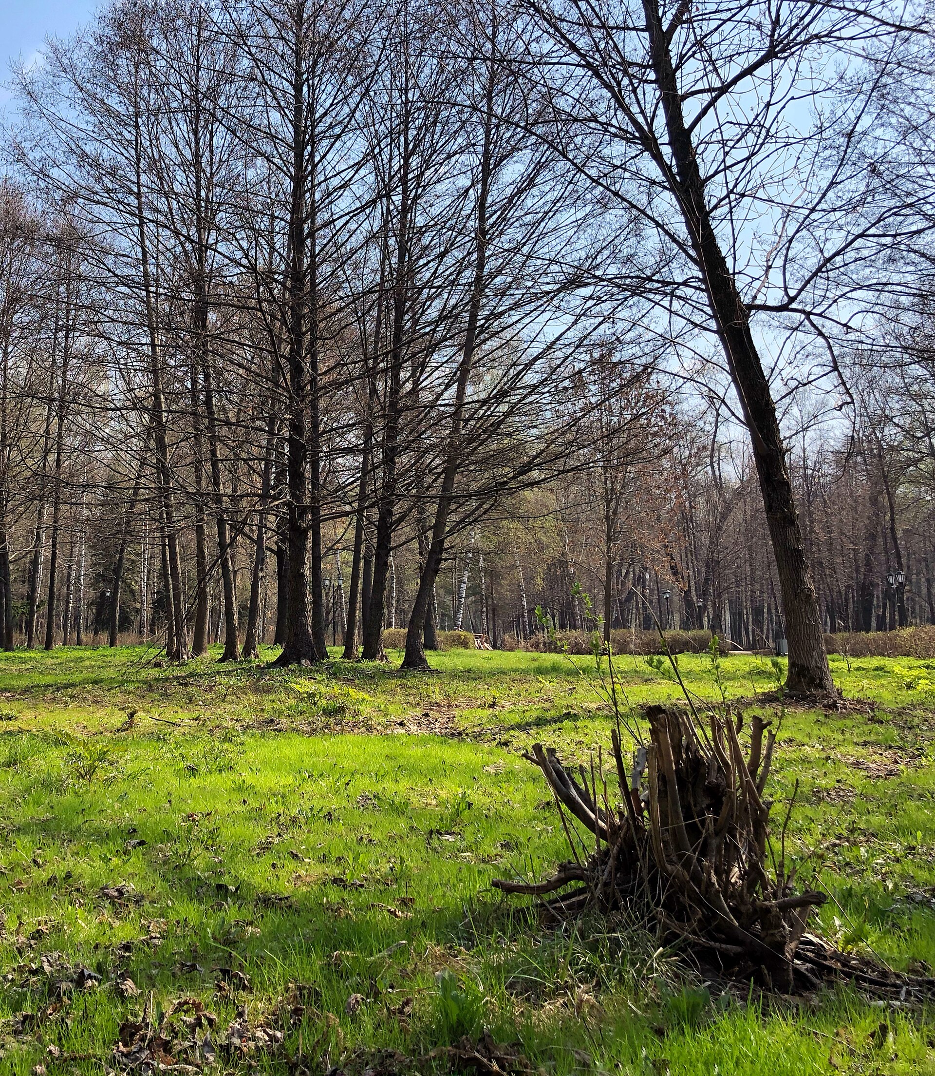Миниатюра: Нижний парк